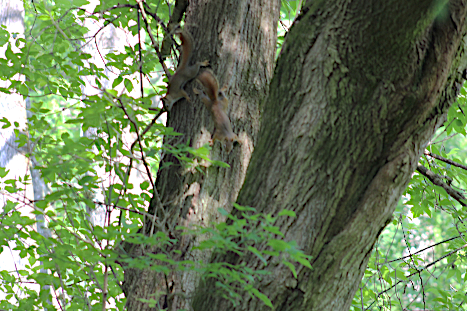 two squirrels facing downward on a tree trunk