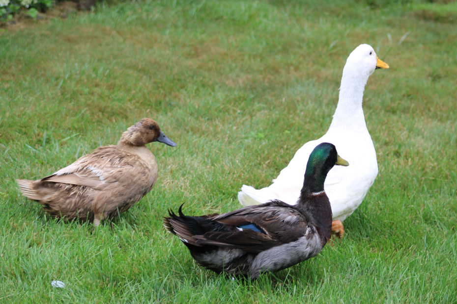 3 ducks in the grass