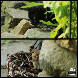collage top: black cat Gus peering down from top of rock wall. bottom: chipmunk in a flower basket at the bottom of the rock wall of the patio
