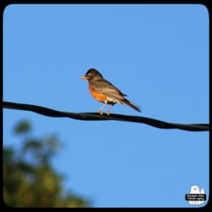 robin on a wire against blue sky