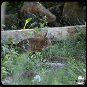 tiny bunny by 2x4 in the grass