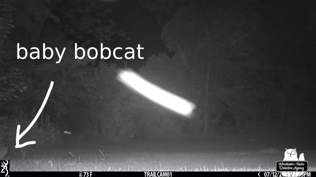 bobcat kitten on trailcam (barely visible on the left edge) July 12, 2023