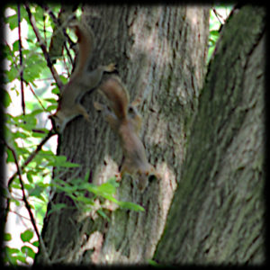 two squirrels facing downward on a tree trunk