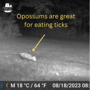 trailcam of opossum; opossums are great for eating ticks