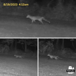 trailcam collage of a skinny fox running through