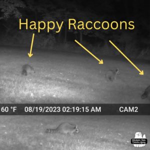 collage of raccoons on trailcam images; arrows pointing to Happy Raccoons
