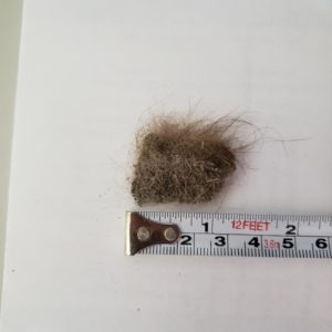 clump of brown animal hair with a lot of dirt