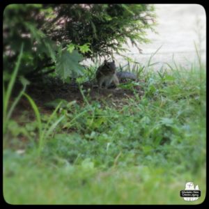 chipmunk under a bush