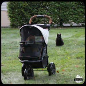 Oliver in his buggy in foreground. Gus sitting in the grass in the background.