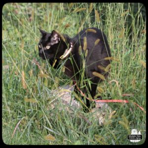 black cat Gus in tall bristle grass standing on a rock