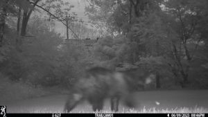 black bear passing the trailcam 2023-06-09 (black and white night image)