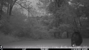 black bear walking away from the trailcam 2023-06-09 (black and white night image)