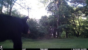 black bear enters the frame of trailcam on 2023-06-14