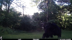 black bear passing the trailcam 2023-06-14