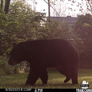 trailcam image of black bear on 2023-06-30