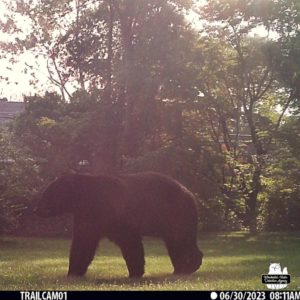 trailcam image of black bear on 2023-06-30