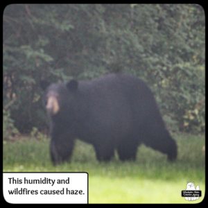 blurry photo by Amber of black bear in backyard on 2023-07-02; humidity and wildfire haze