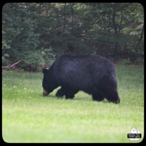 blurry photo by Amber of black bear in backyard on 2023-07-02; humidity and wildfire haze