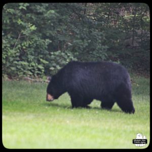 blurry photo by Amber of black bear in backyard on 2023-07-02; humidity and wildfire haze