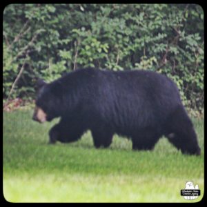 blurry photo by Amber of black bear in backyard on 2023-07-02; humidity and wildfire haze