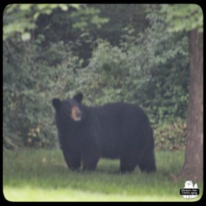 blurry photo by Amber of black bear in backyard on 2023-07-02; humidity and wildfire haze