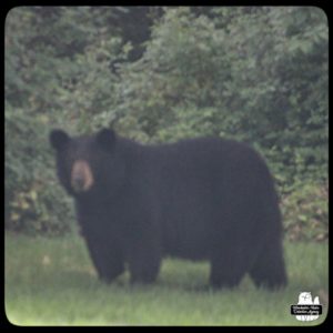 blurry photo by Amber of black bear in backyard on 2023-07-02; humidity and wildfire haze