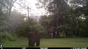 black bear walking away from the trailcam 2023-07-14