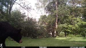 black bear entering the frame of the trailcam 2023-07-22