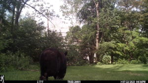 black bear walking away from the trailcam 2023-07-22