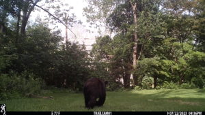 black bear walking away from the trailcam 2023-07-22