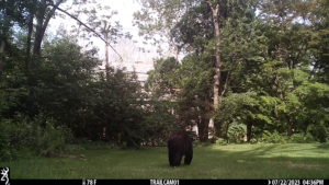 black bear walking away from the trailcam 2023-07-22
