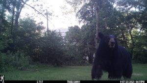 black bear walking towards the trailcam on 2023-07-23