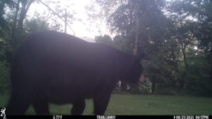 black bear standing in front of the trailcam 2023-08-21