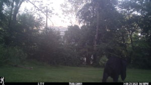 black bear walking away from the trailcam 2023-08-21