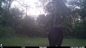 black bear walking away from the trailcam 2023-08-21