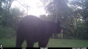 black bear standing in front of the trailcam 2023-08-21