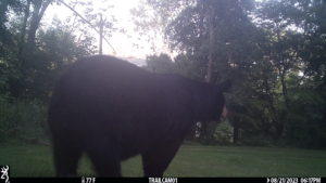 black bear standing in front of the trailcam 2023-08-21