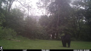juvenile black bear walking away from trailcam 2023-08-24