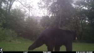 juvenile black bear passing trailcam 2023-08-24