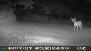night black and white trailcam image of 2-point buck/deer Aug 27, 2023 at 5:40AM