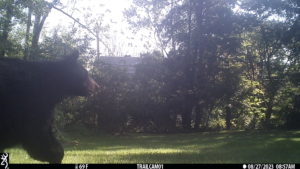 black bear enters the frame of trailcam on 2023-08-27