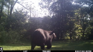 black bear passing trailcam on 2023-08-27