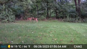 two baby white-tailed deer spotted fawns in the backyard at the edge of the woods caught on trailcam Aug 28, 2023 at 7:05AM