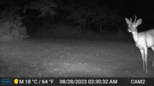 night black and white trailcam image of 2-point buck/deer Aug 28, 2023 at 3:30AM