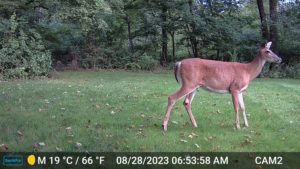 one female white-tailed deer in the backyard caught on trailcam. Aug 28, 2023 6:53AM