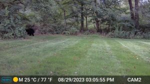 juvenile black bear about to enter the woods caught on trailcam 2023-08-29