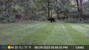 juvenile black bear running to the woods caught on trailcam 2023-08-29