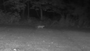 grainy screenshot from prowling cat video