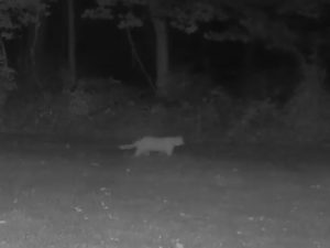grainy screenshot from prowling cat video