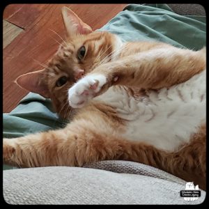 Oliver relaxing on the couch